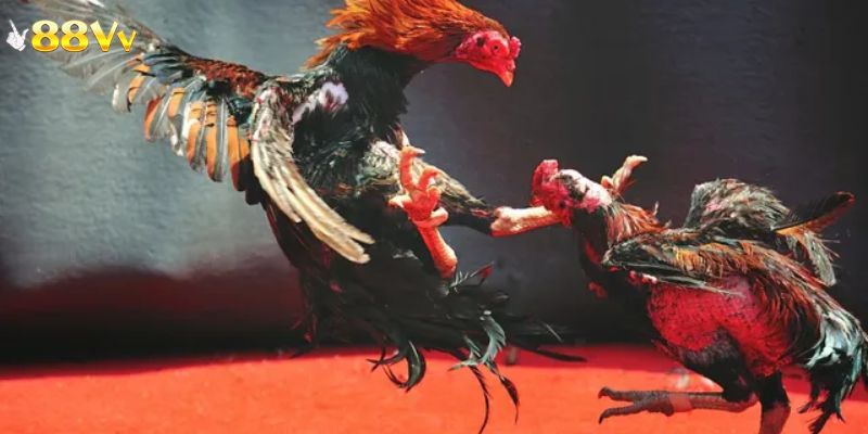 Giới thiệu tổng quan về sảnh đá gà 88VV