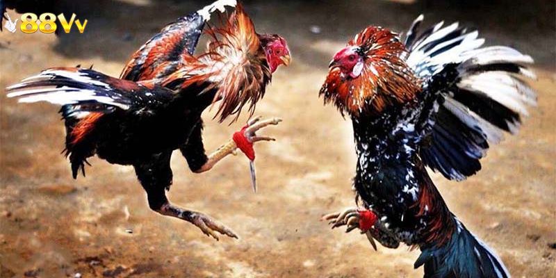 Đá gà 88VV được phát sóng với chất lượng tốt