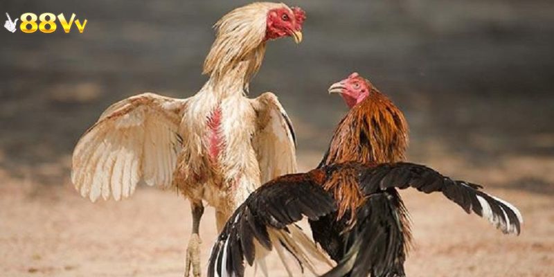 Hướng dẫn vào để tham gia đá gà 88VV