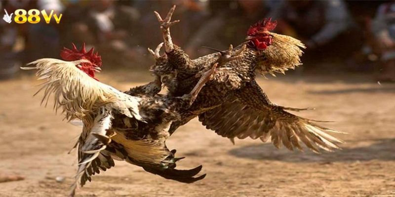 Tổng hợp các cửa cược nổi bật