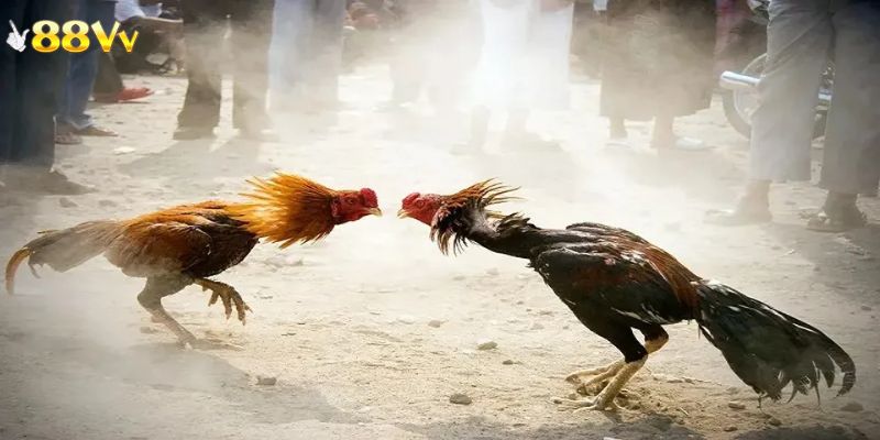 Phân tích kèo cược hợp lý