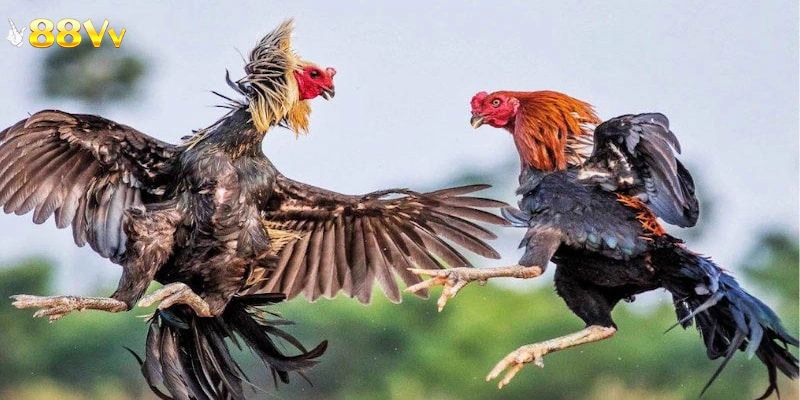 Ưu điểm trong hình thức đá gà Thomo