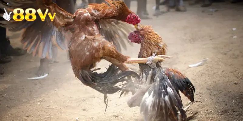 Lợi thế nổi bật khi tham gia đá gà trực tiếp 88VV