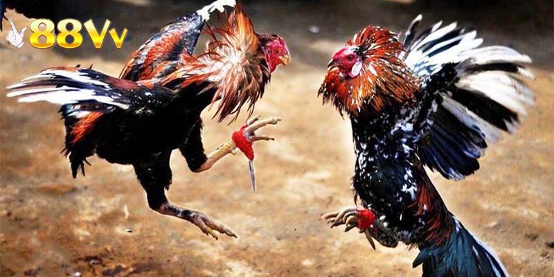 Tìm và chọn trận cần xem
